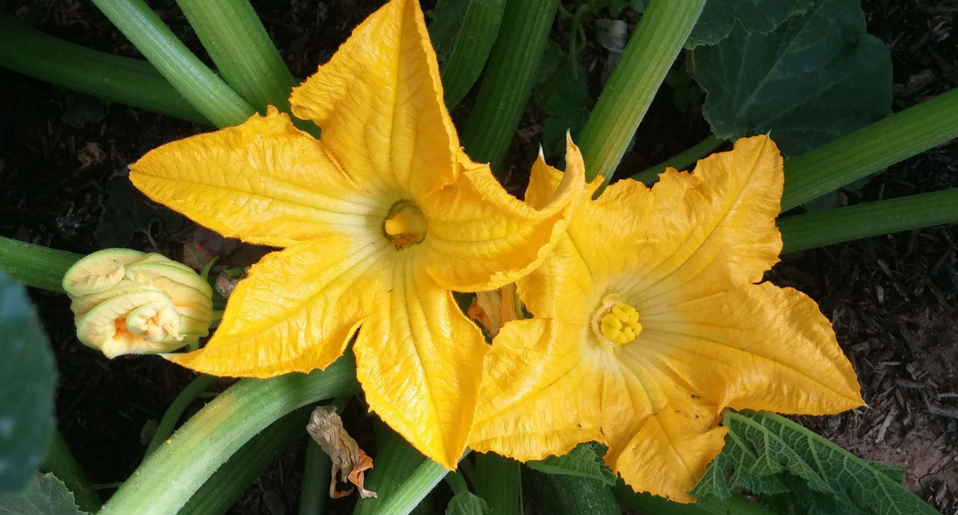 Squash Pollination