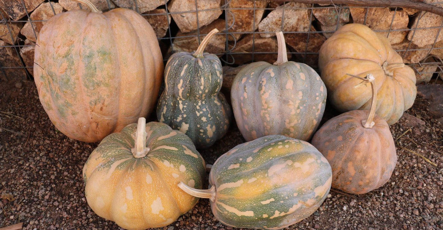 Beauty Queen Squash
