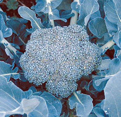 waltham broccoli