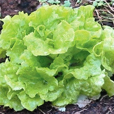 Black-Seeded Simpson Looseleaf