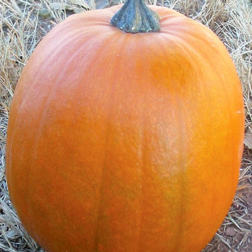 Big Max Pumpkin