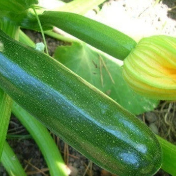Black Beauty Zucchini