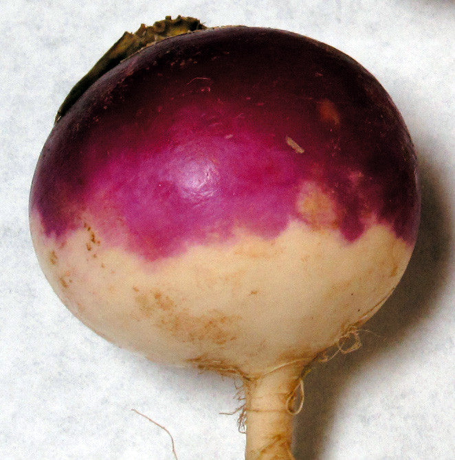 Purple Top White Globe