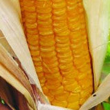 golden yellow corn sweet