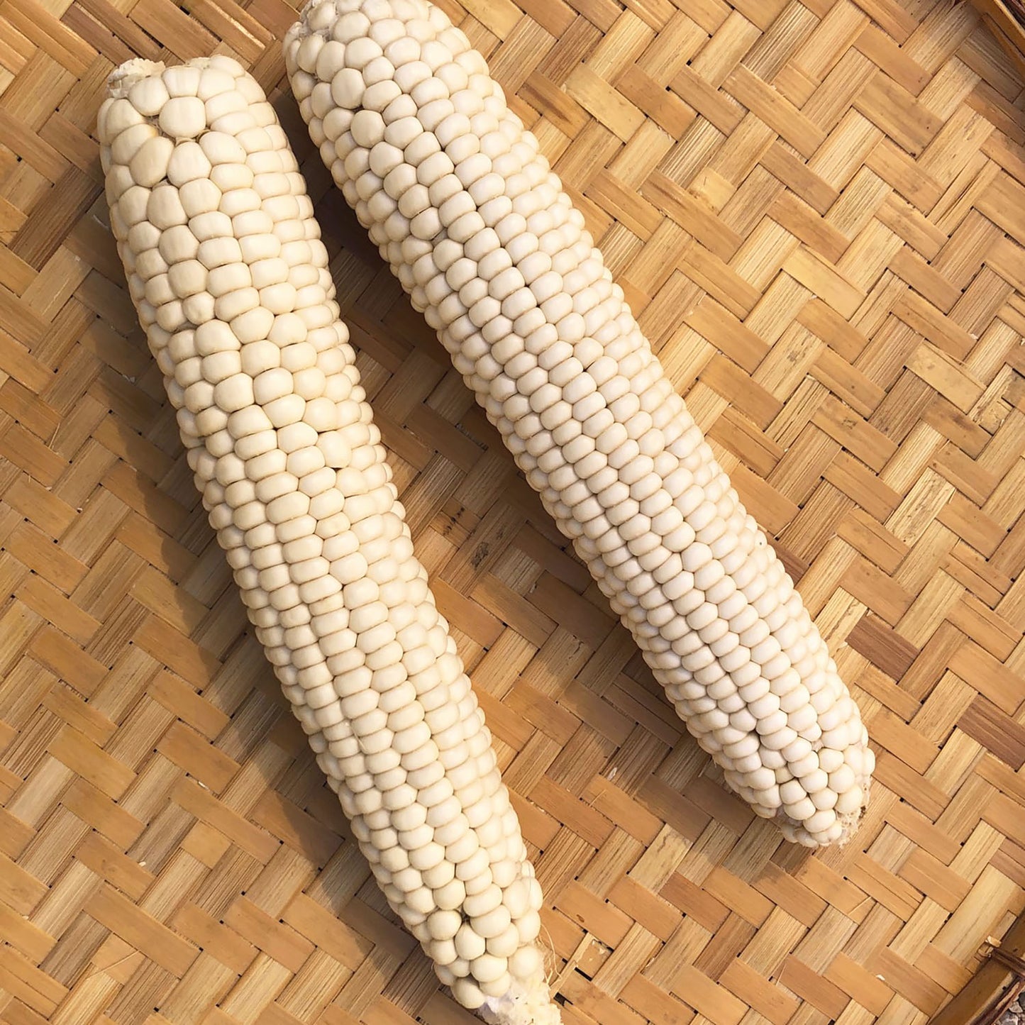 Concha White