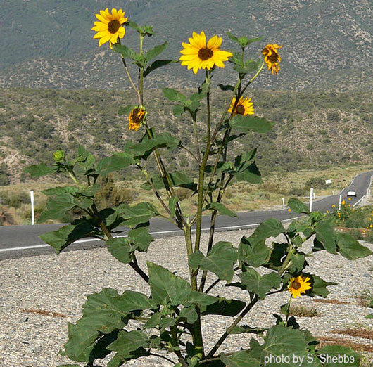 Common Sunflower