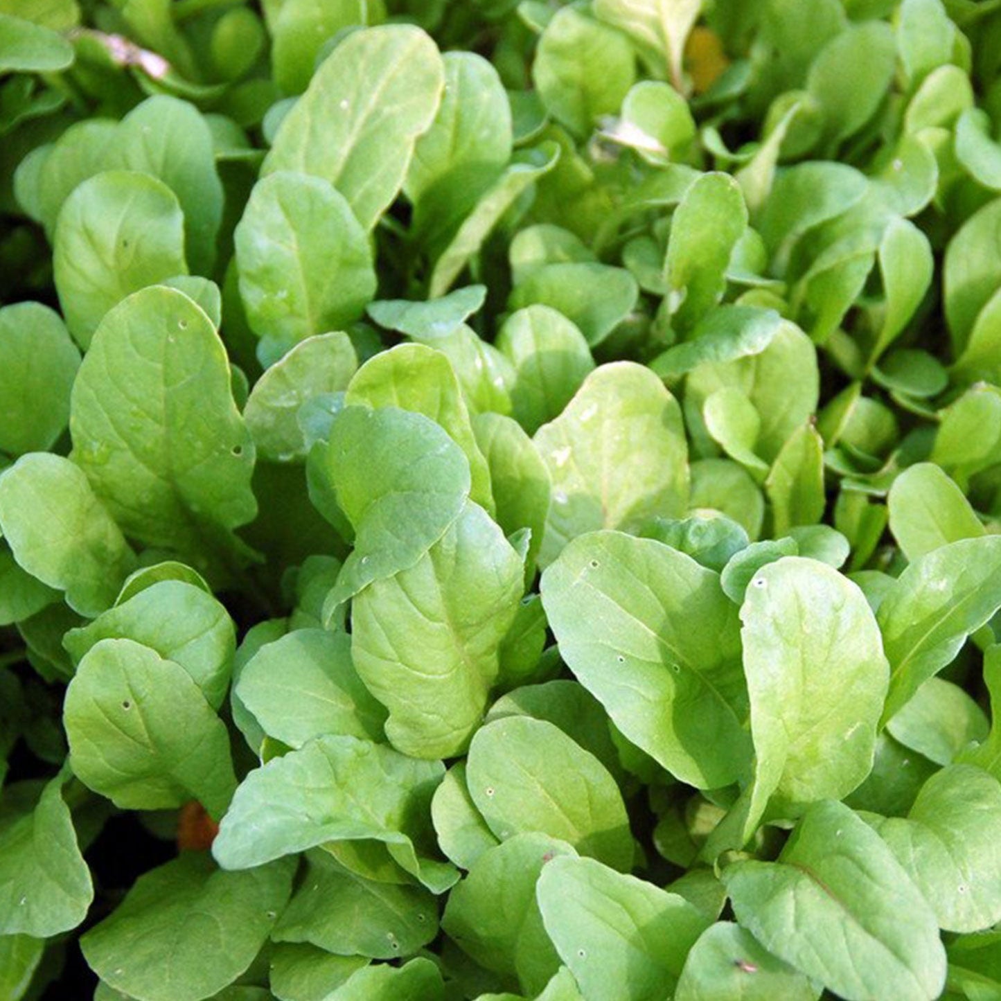 Arugula