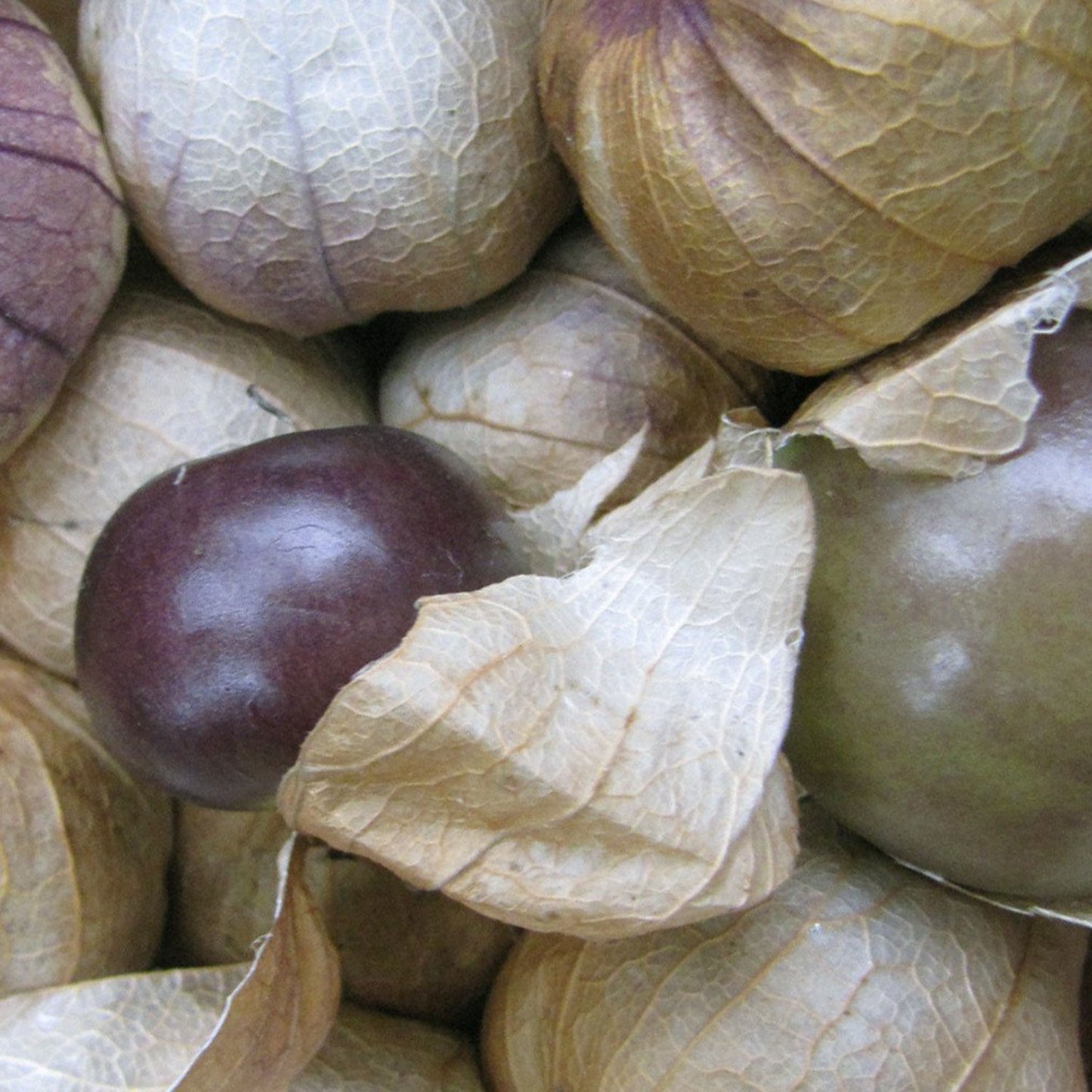 de Milpa