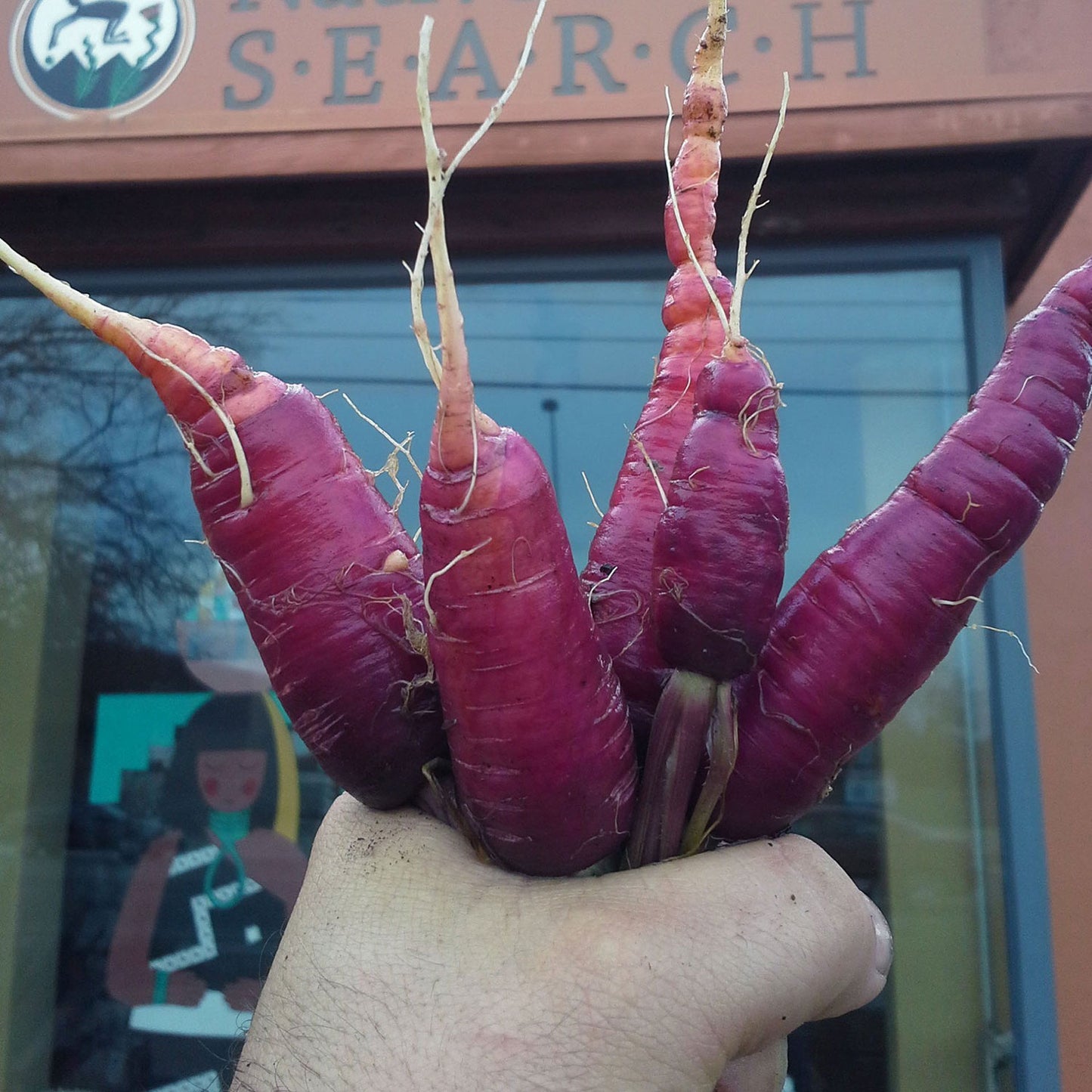 dragon purple carrots