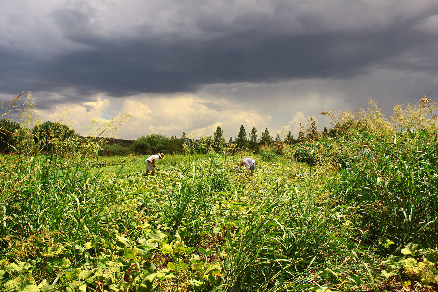 Climate change is having an effect on the growing season in the southwest. Monsoon rains are coming later, summers are drier, and gardens are being planted later. 