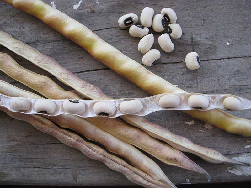 Cowpea Season