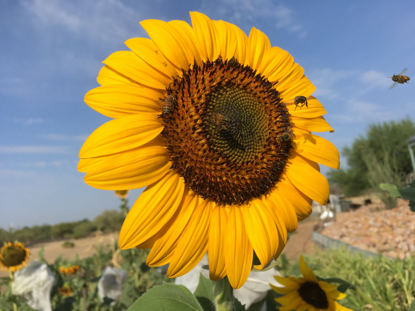 Adopt a Crop End-of-Summer Update