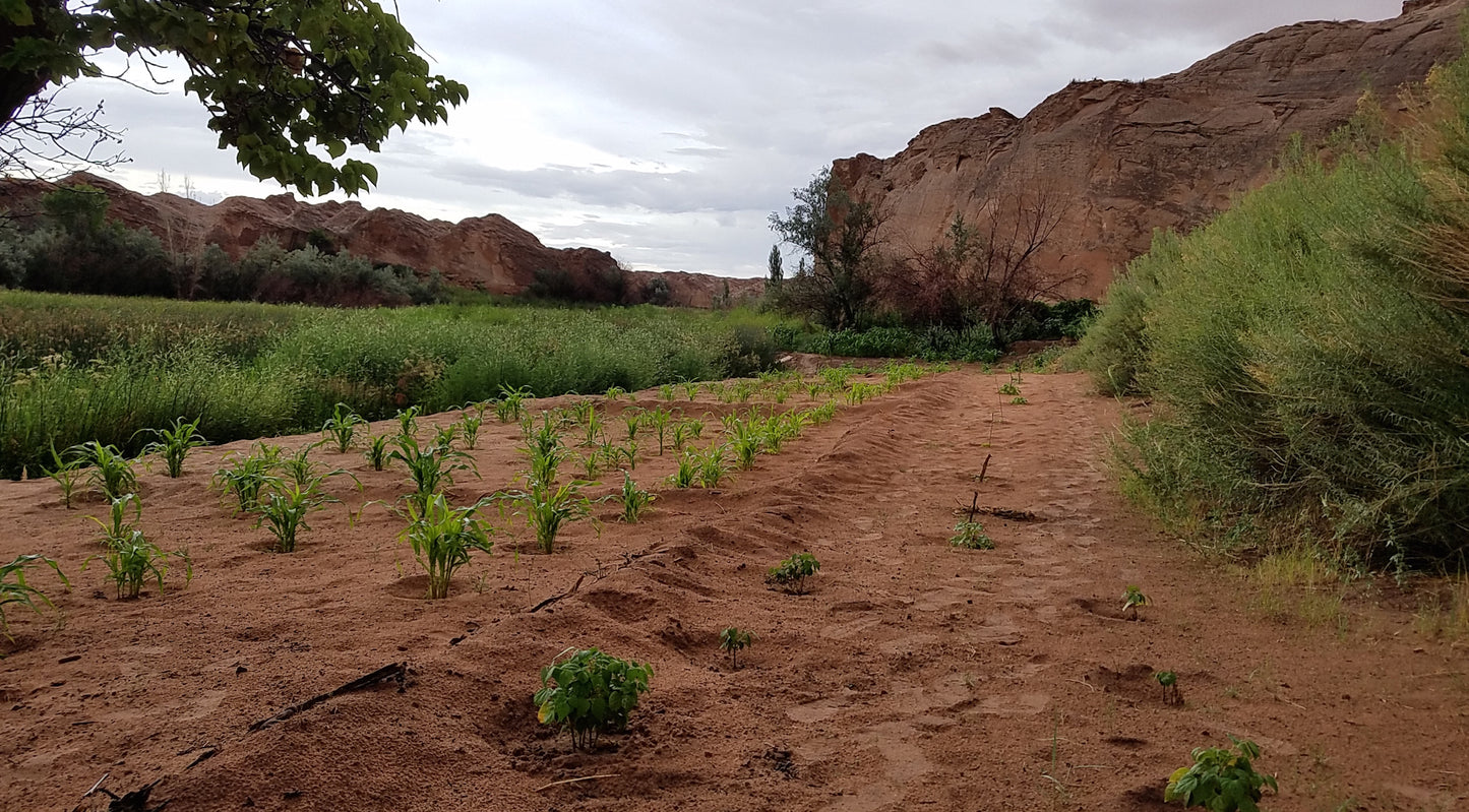 Adopt-A-Crop 2018: News from the Field