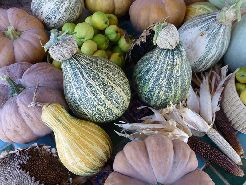 The Squash Chronicles, Continued: Grow Winter Squash in the Summertime with this Crazy Old Trick!