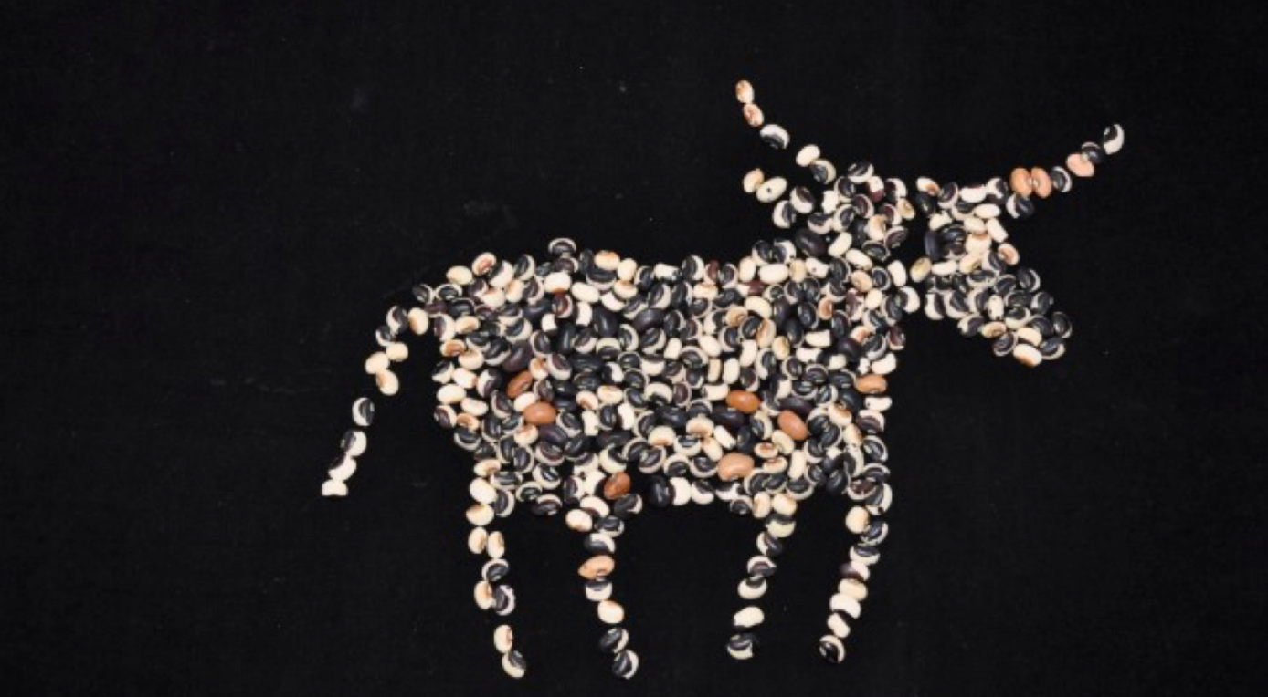Tohono O'odham Cowpeas: Growing, Harvesting, and Cooking