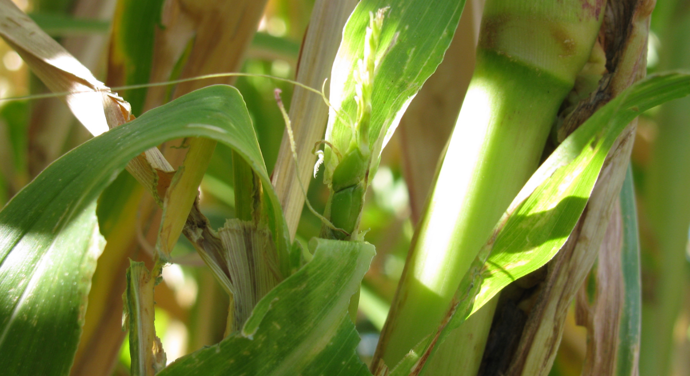 Growing Teosinte (Zea mays parvaglumis)