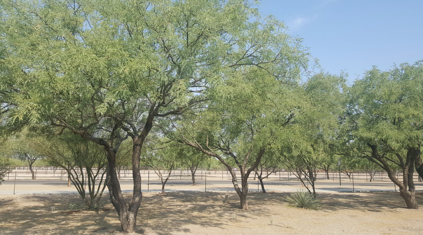 Everything Mesquite