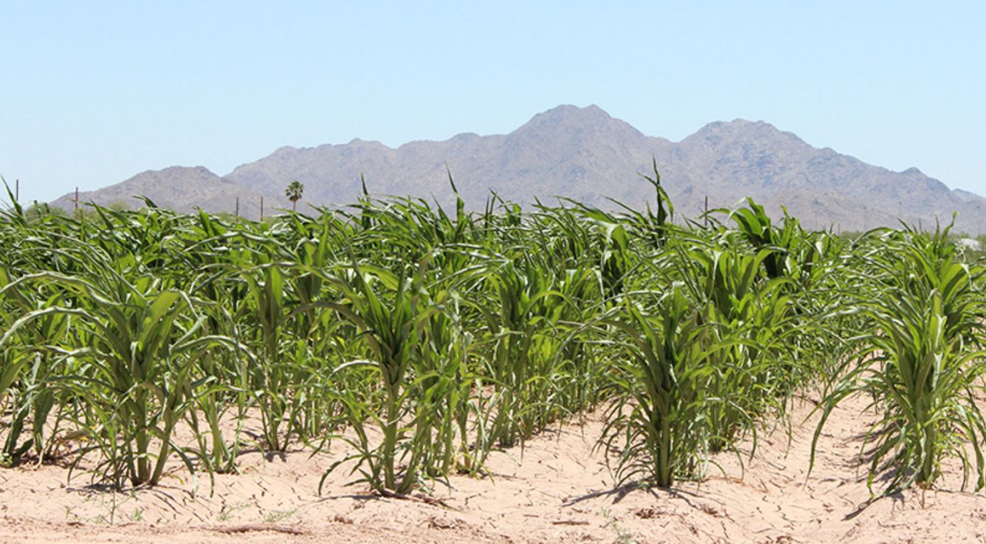 Pima 60-Day Corn