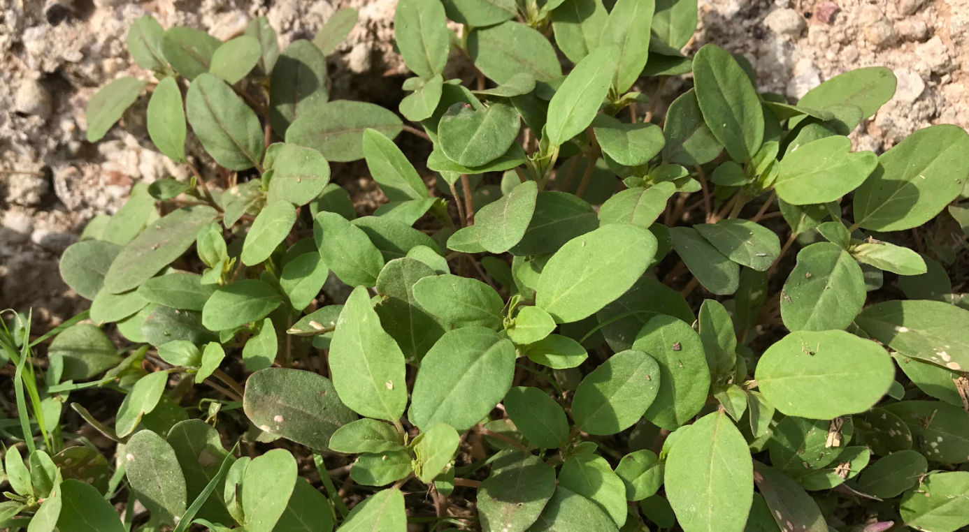 Monsoon "Weeds"