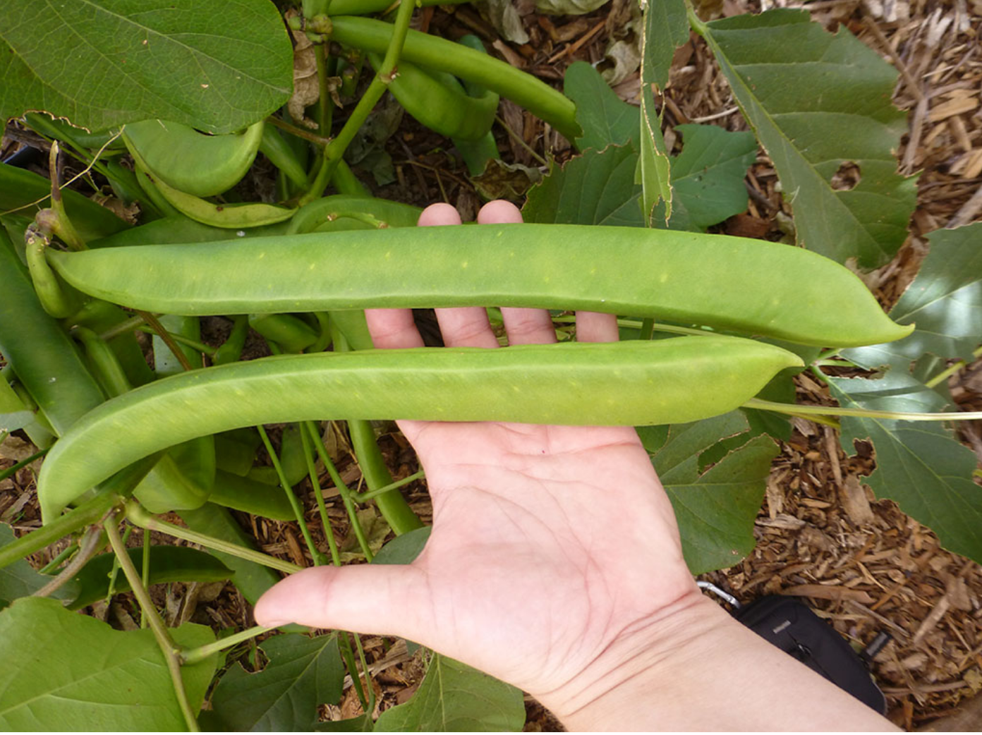 Reviving Jack Beans