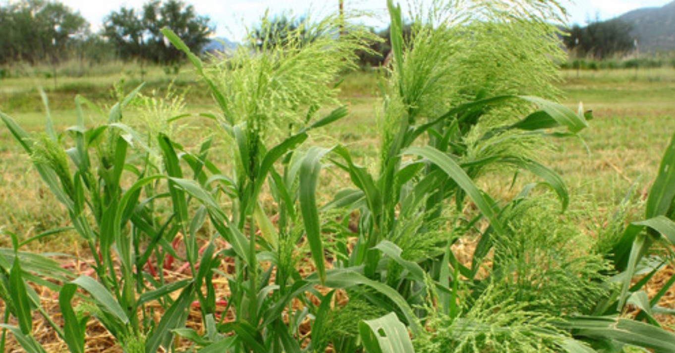 A Short History of Panic Grass