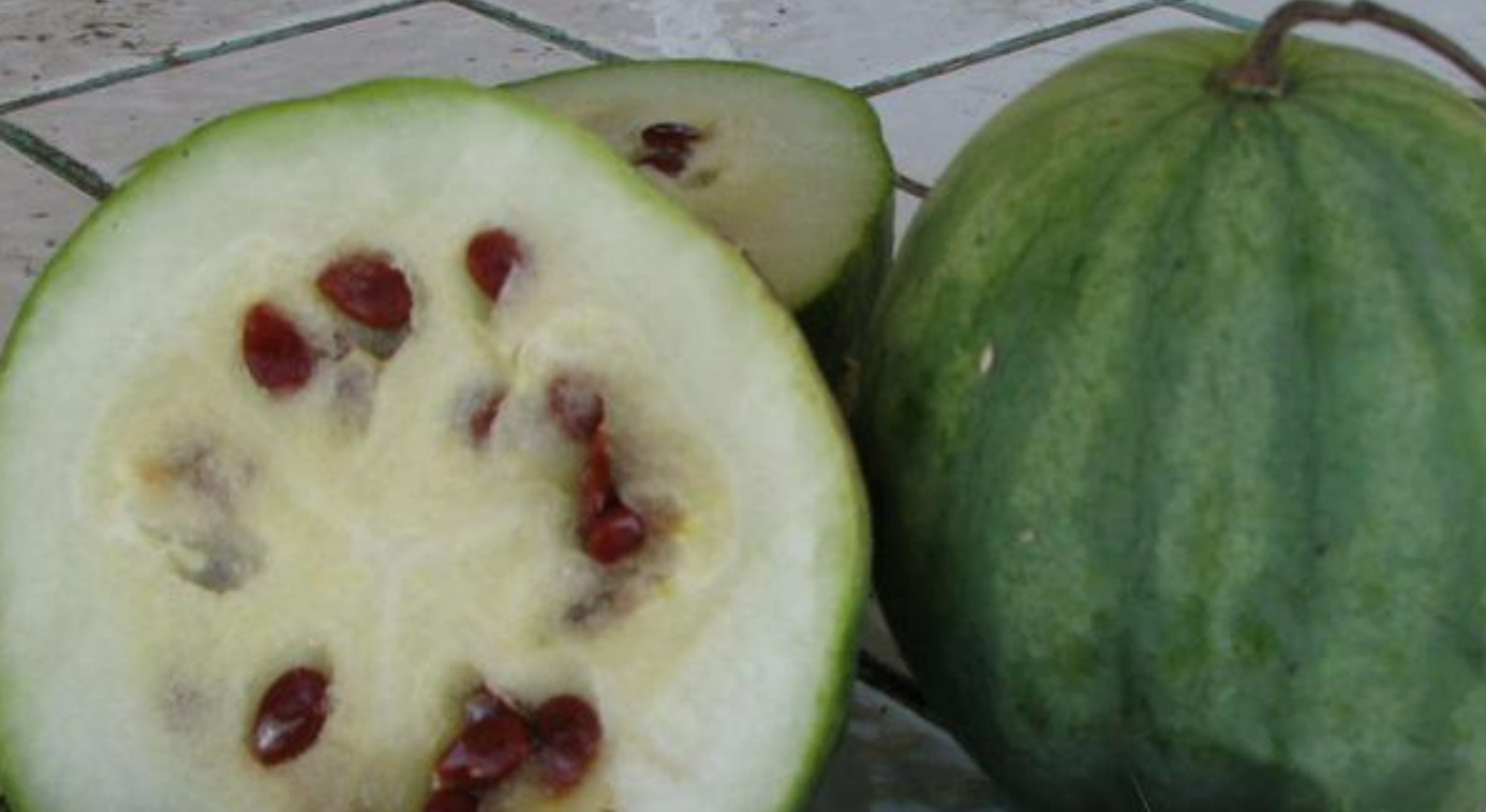 Rio Grande Red Seeded Watermelon + Recipe