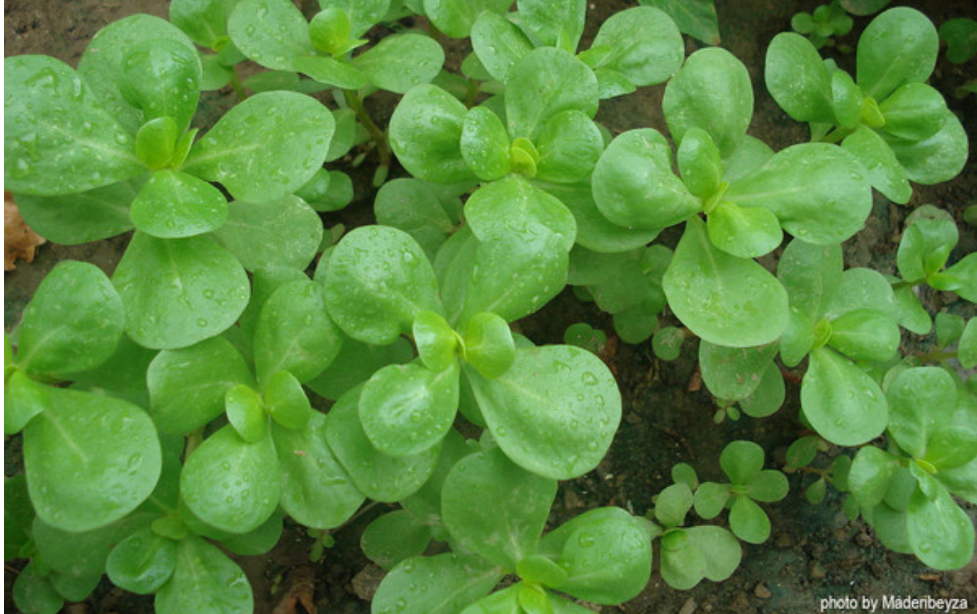 Purslane: Is it a Weed or a Treat? + Recipe