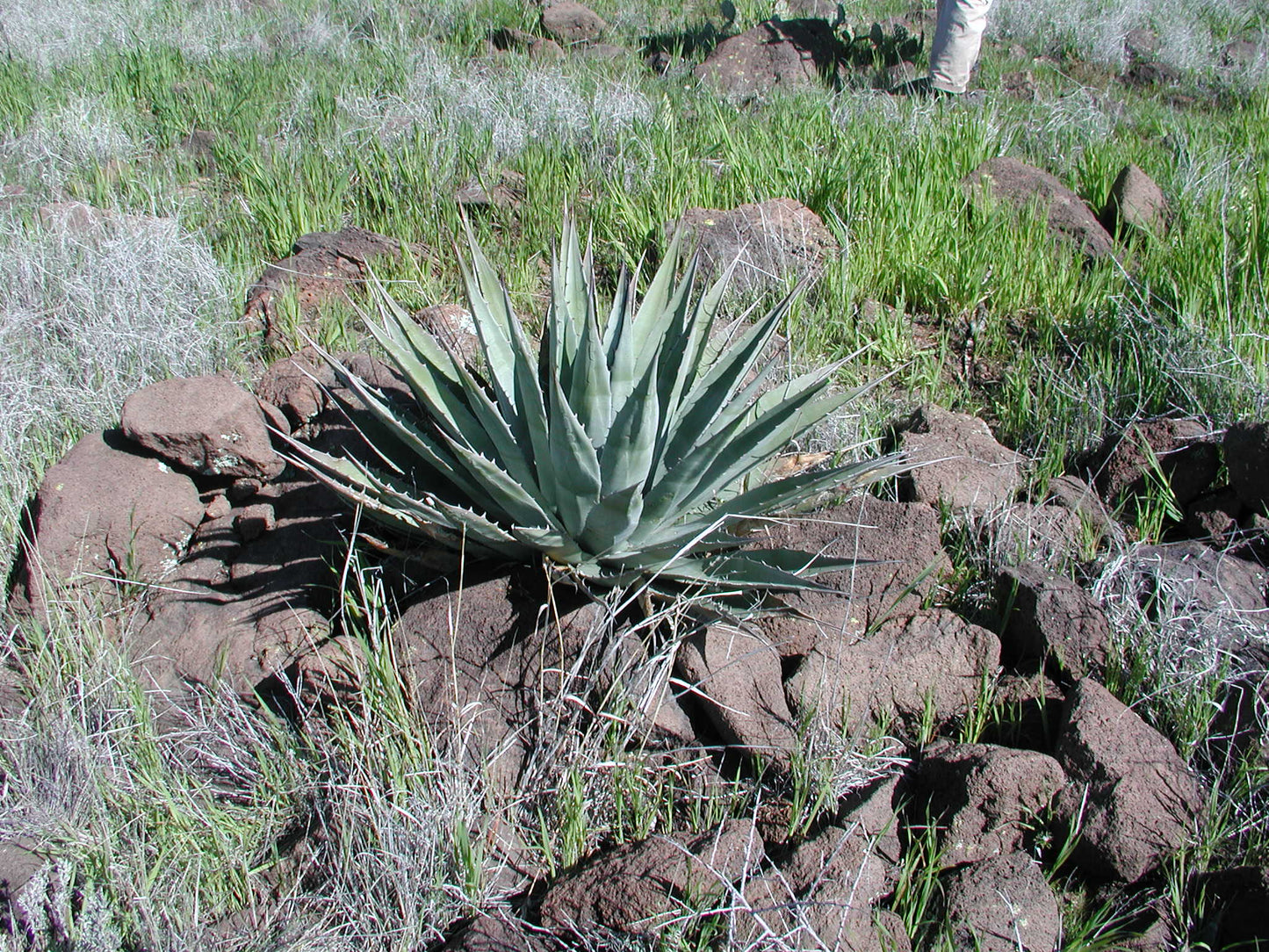Agave Heritage Week