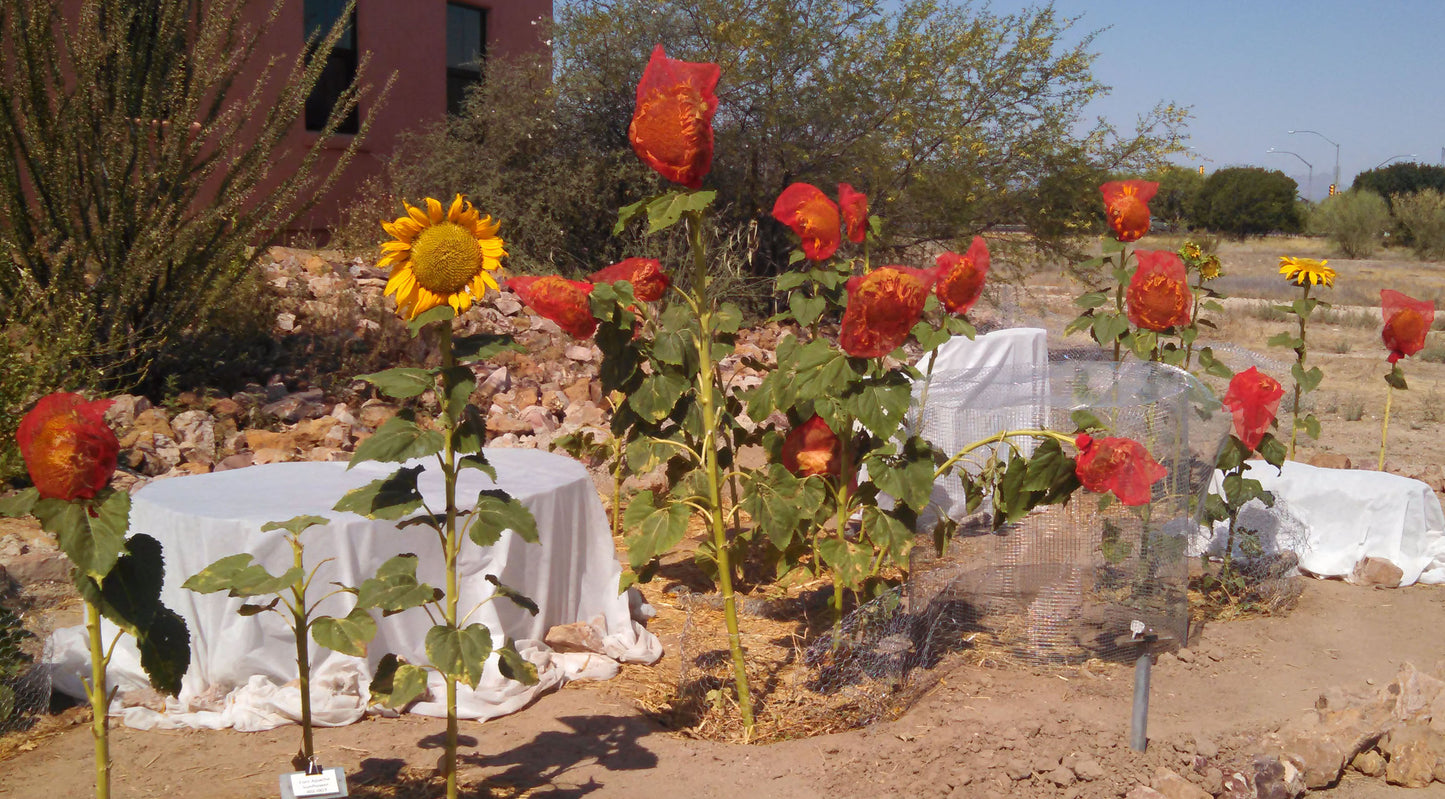 Conservation Center Garden Updates: June 2017