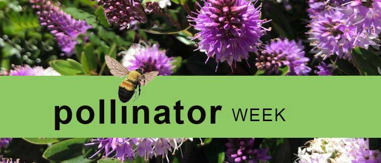 Pollinator Week