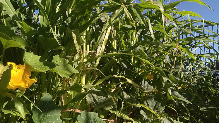 corn and squash - some of the crops in a three sisters garden