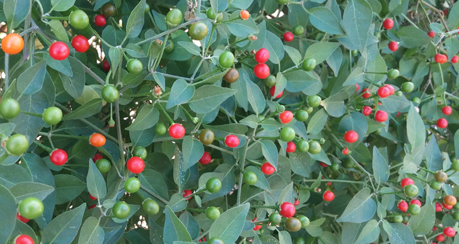 Passing on Chiltepin Seeds and Stories