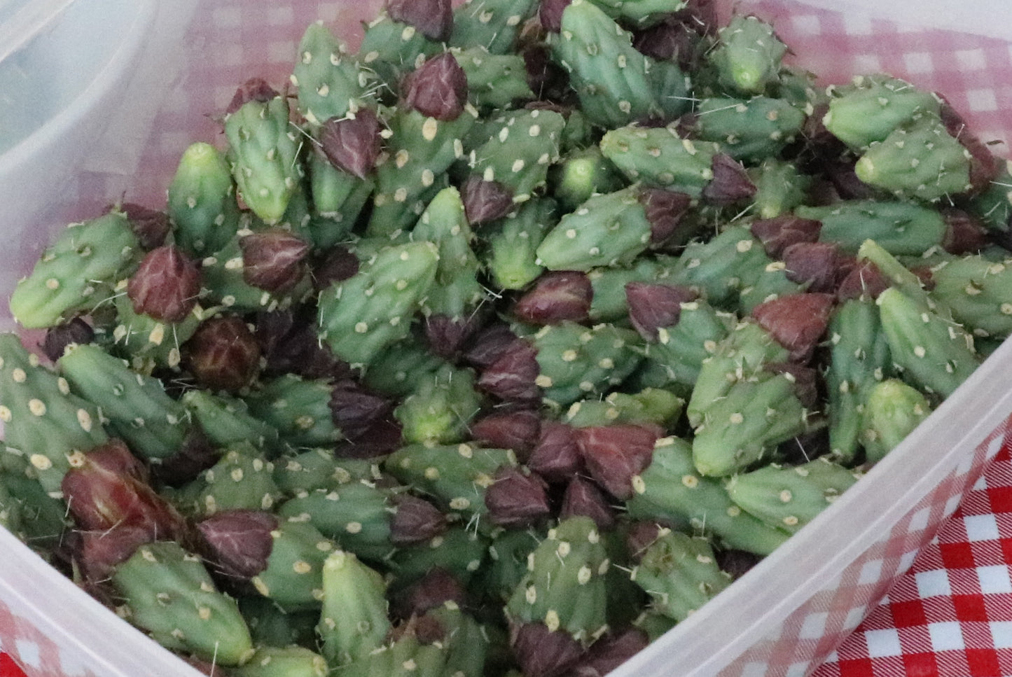 Community Potluck: Cholla Buds