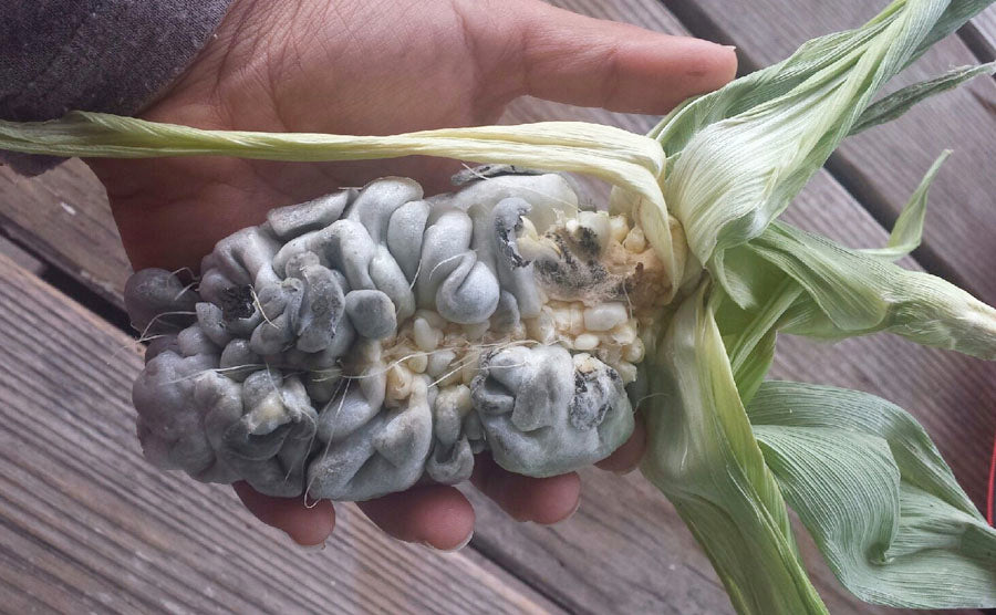 The Beauty of Huitlacoche