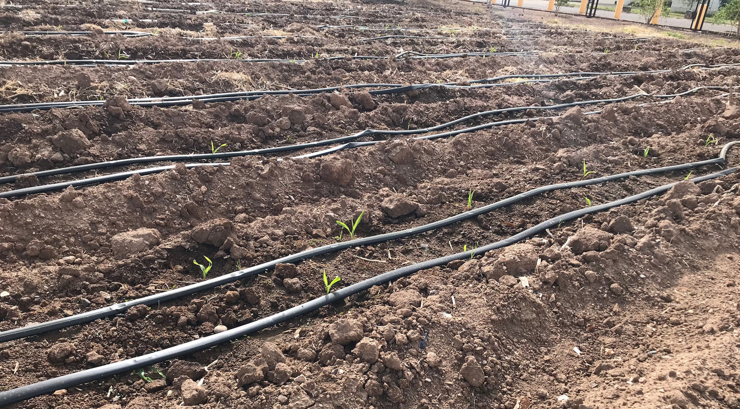 Steps to a Water-Wise Garden