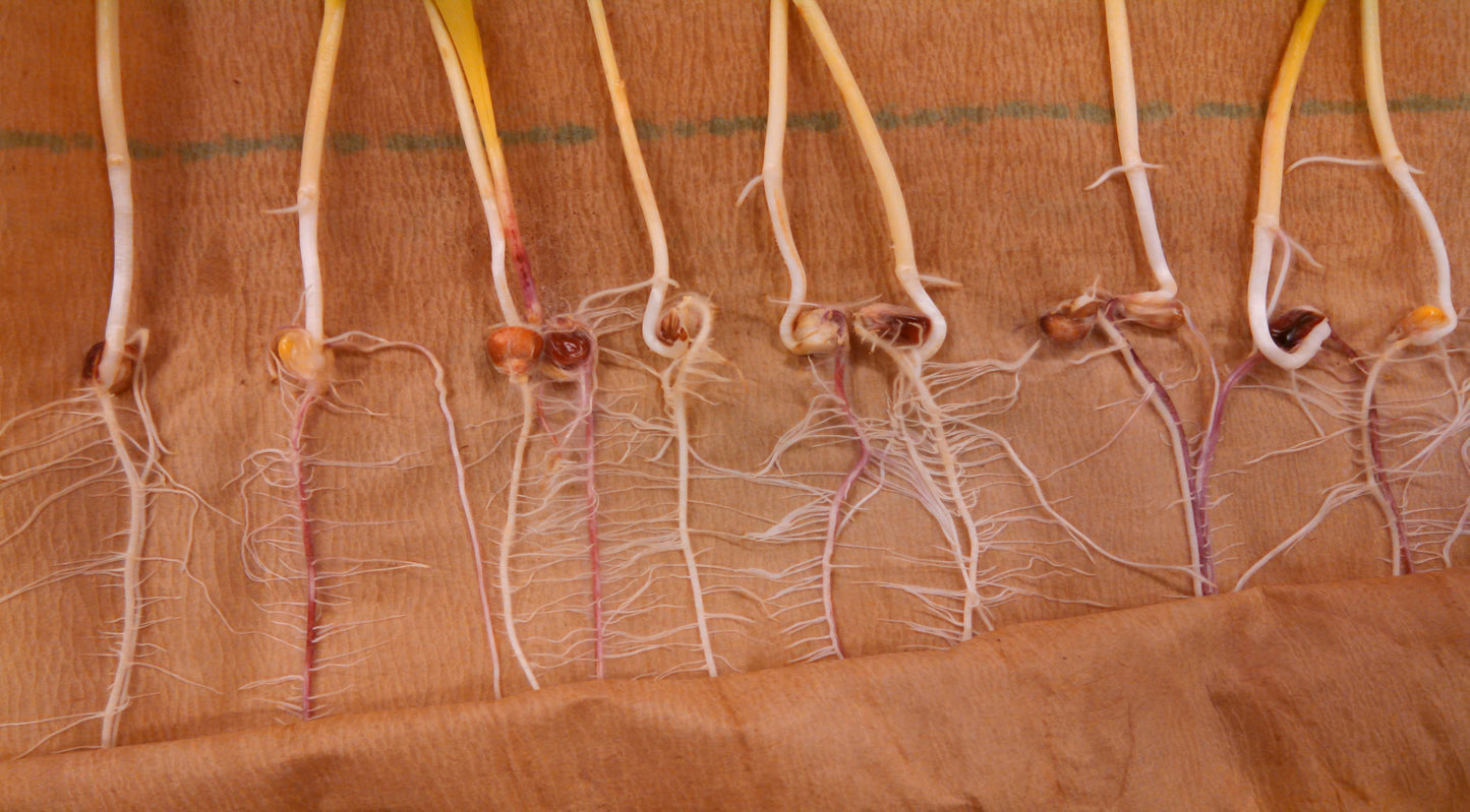 Germination Testing at Home