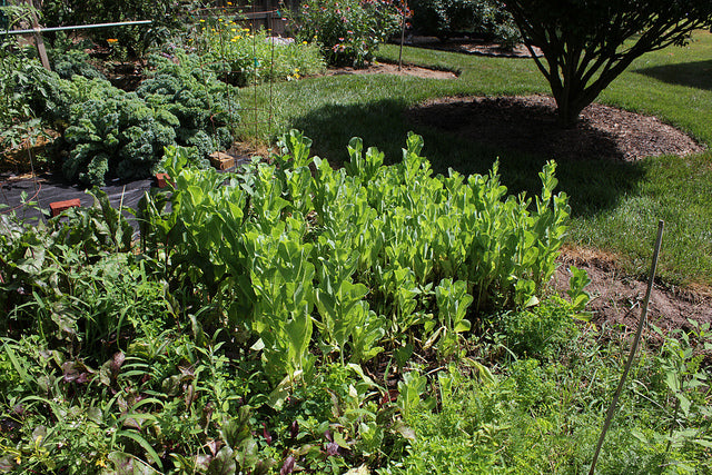 Saving Seeds in a Small Garden