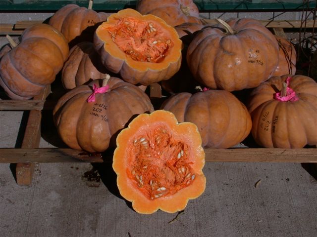 Introducing the Cucurbitaceae