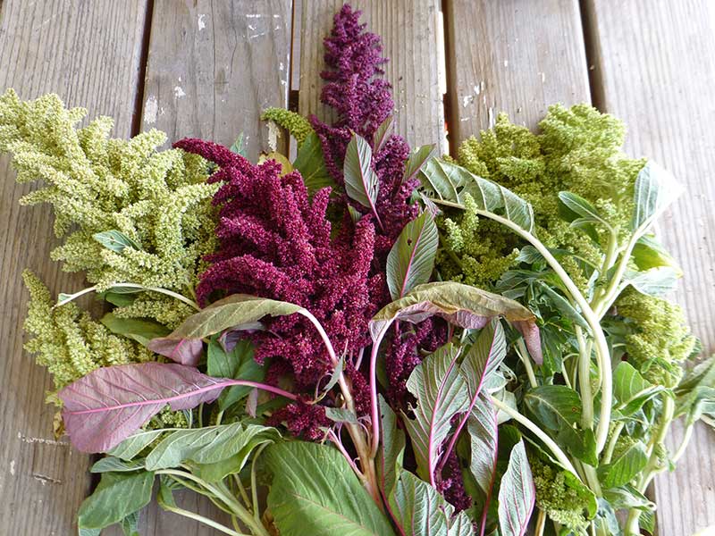 Diversity in Amaranth