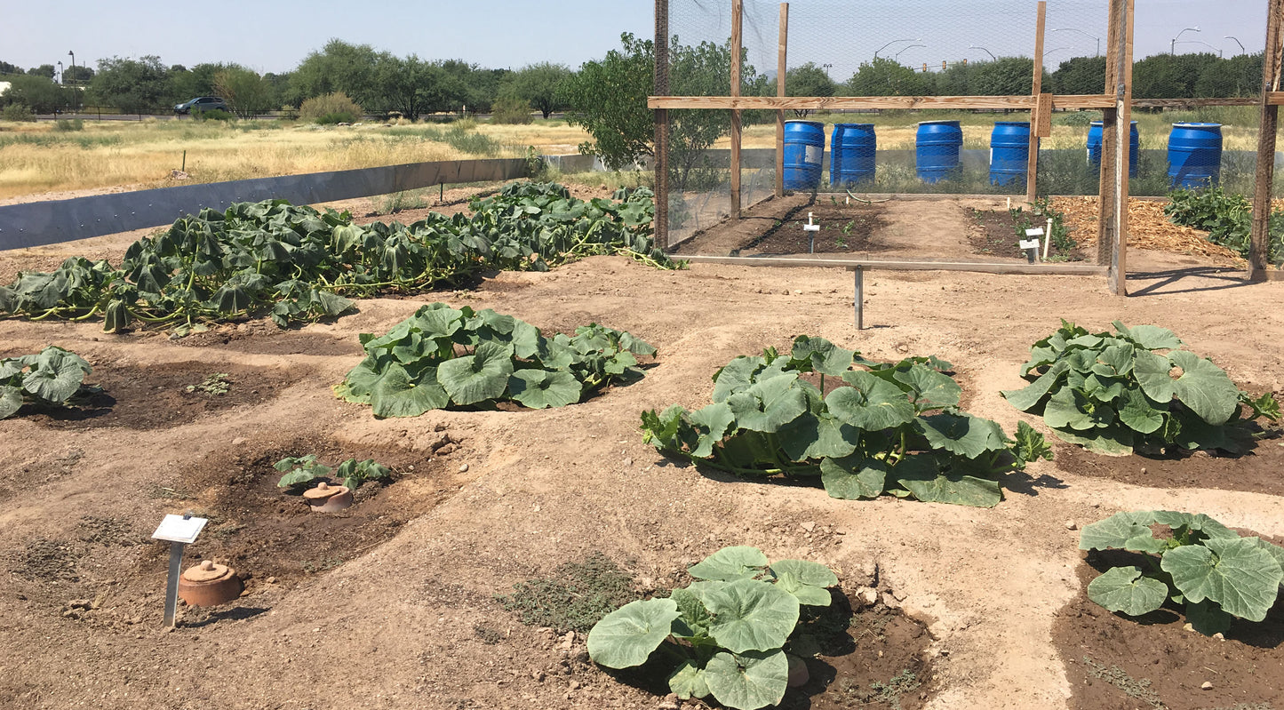Conservation Center Garden Updates: September 2017
