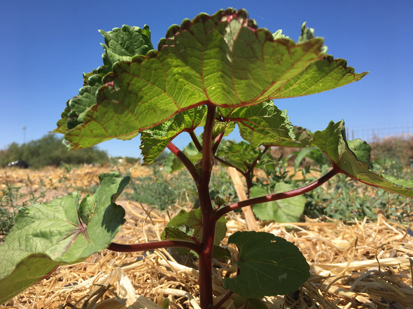 Not Your Average Okra