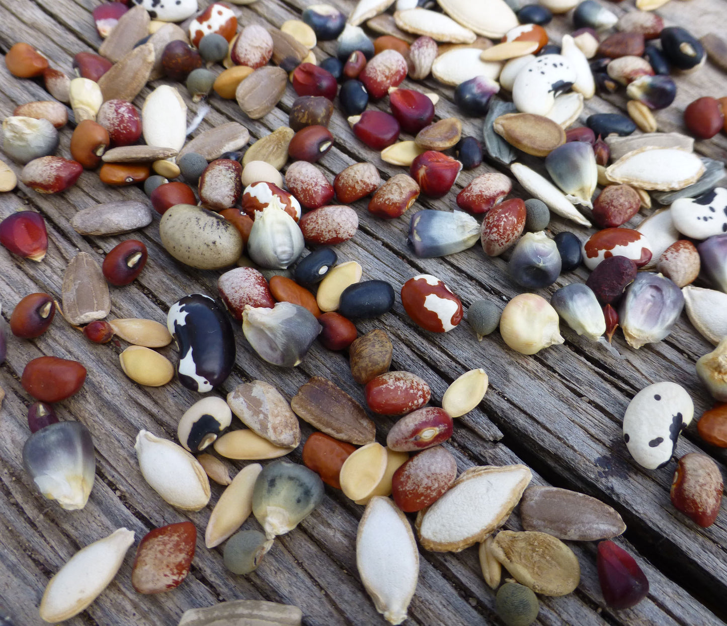 Adopt-A-Crop: Help Protect & Preserve Rare or Endangered Varieties