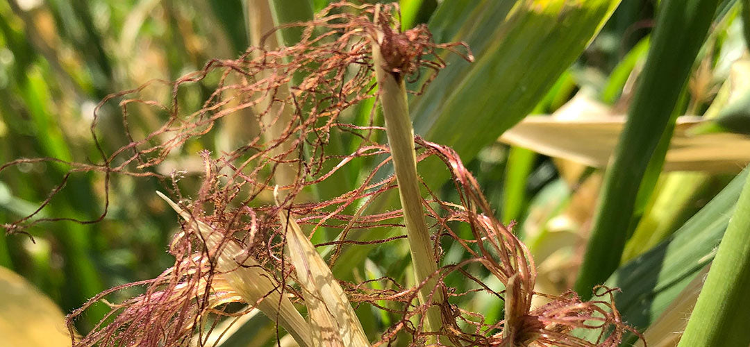 Lessons from Teosinte
