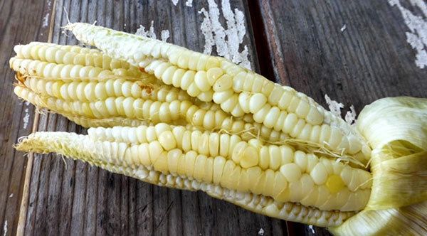 Types of Corn