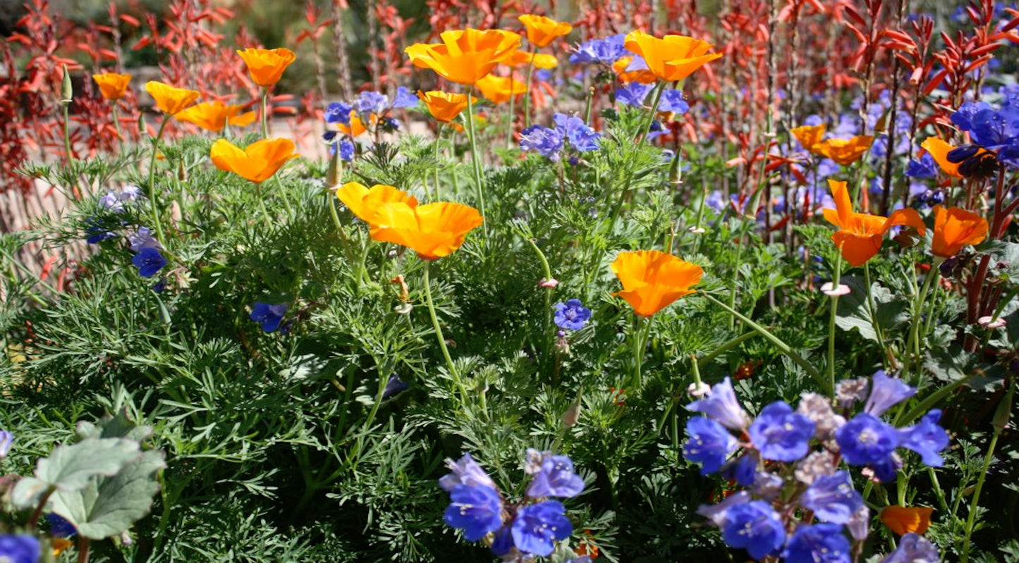 Fall Planting for Spring Blooms