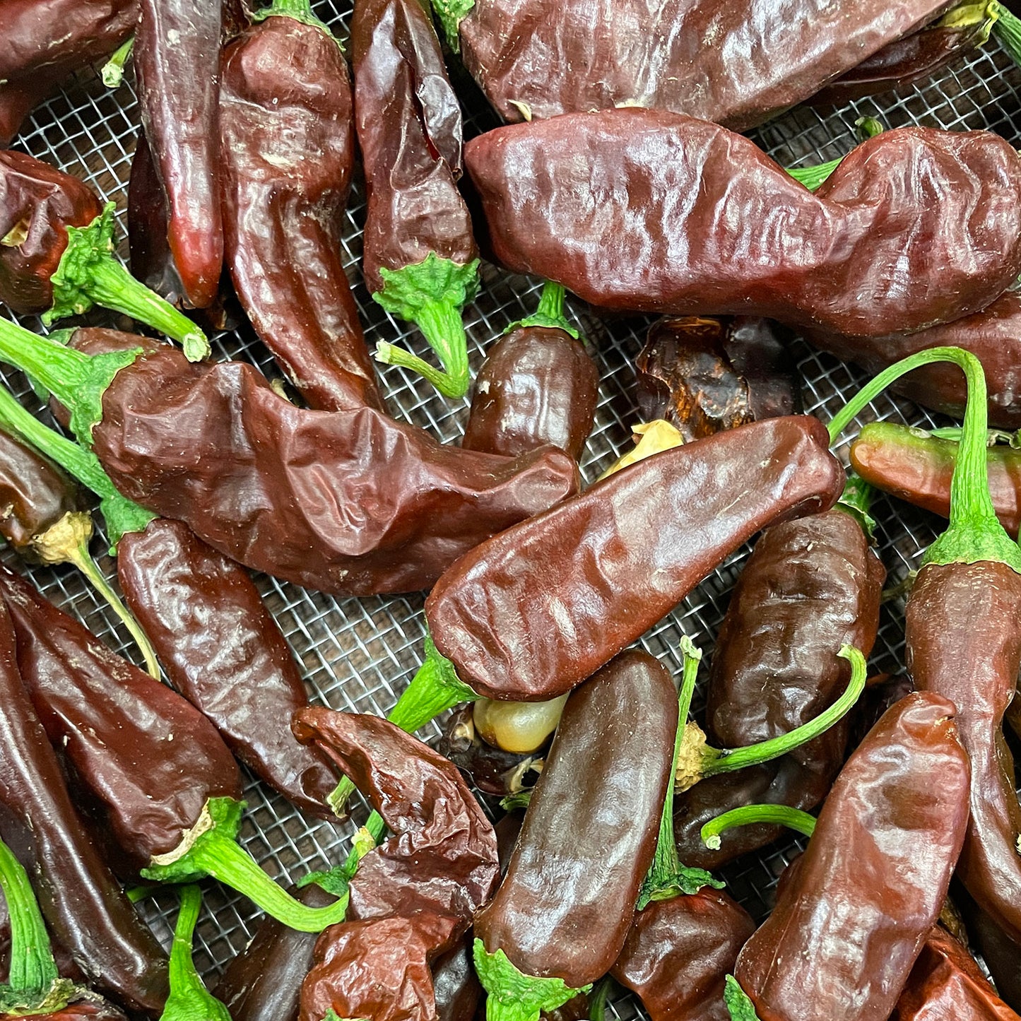 Chile Negro