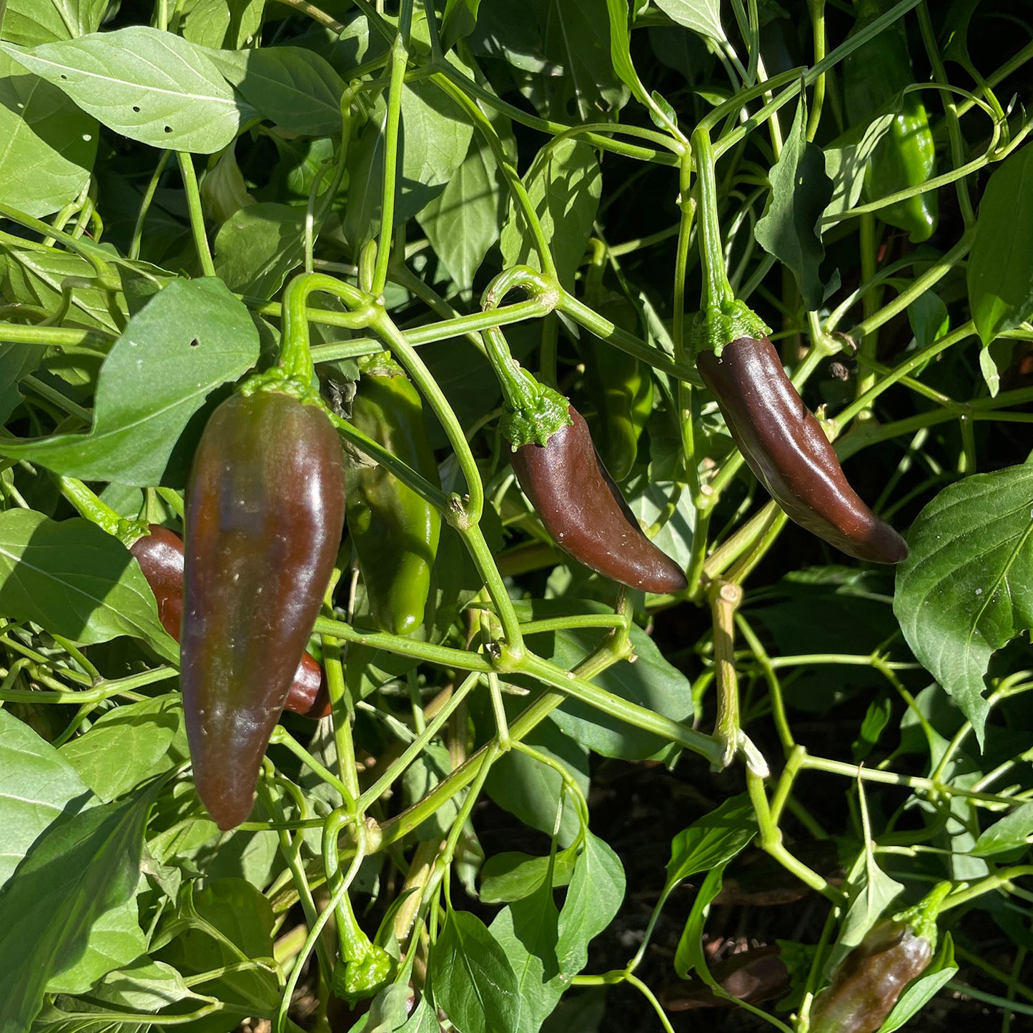 Chile Negro