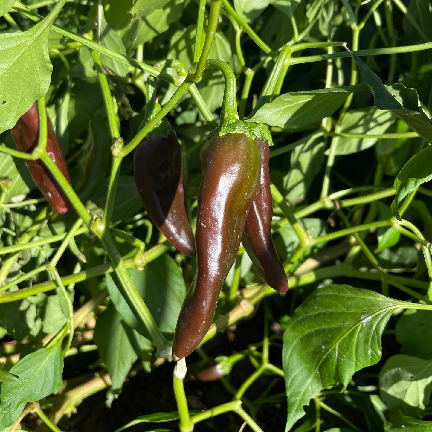 Chile Negro