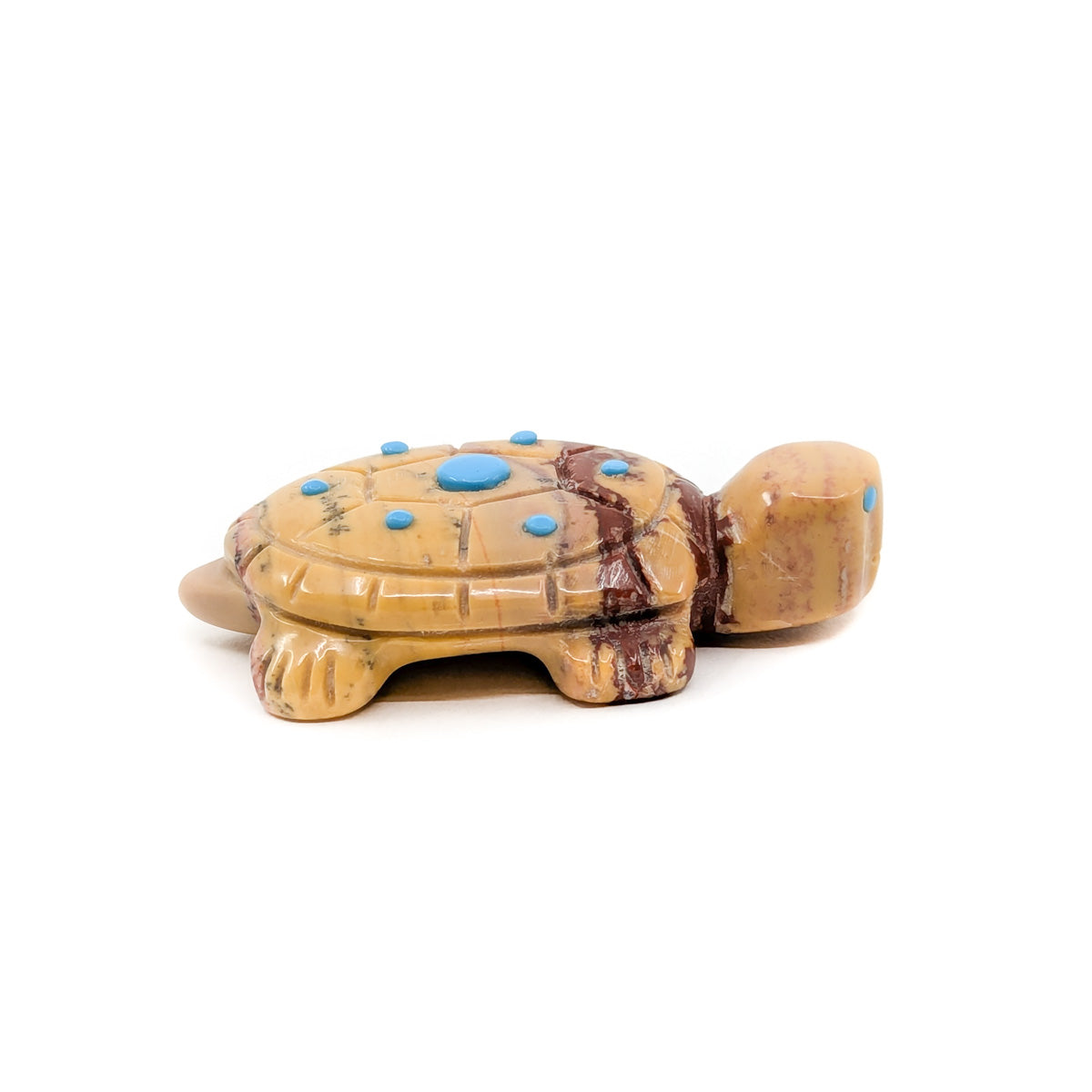 Cute Little Turtle with Turquoise Eyes and Accents