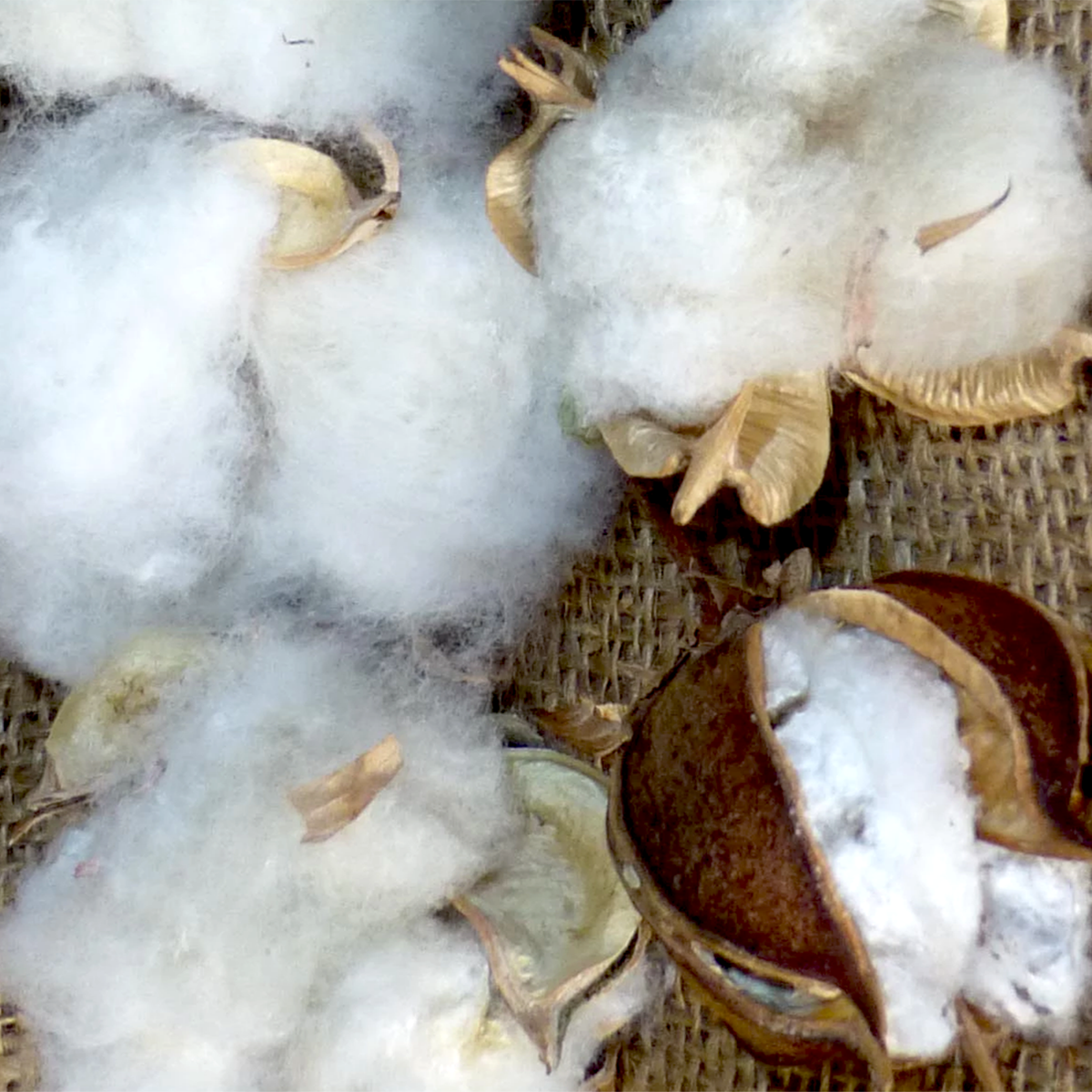 Davis Green Cotton